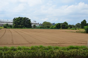 2021年度 コスモスの種を蒔く作業中 写真10枚目