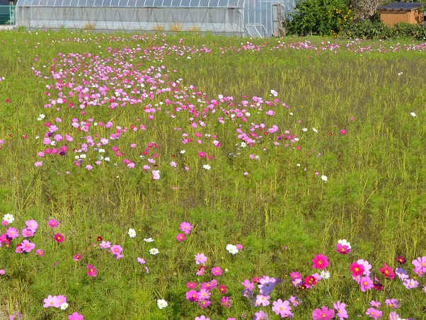 鹿室コスモス 2022年10月29日現在の近況写真1枚目