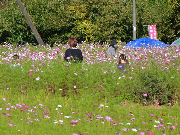 鹿室コスモス 2022年10月29日現在の近況写真4枚目