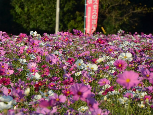 鹿室コスモス 2022年10月29日現在の近況写真6枚目