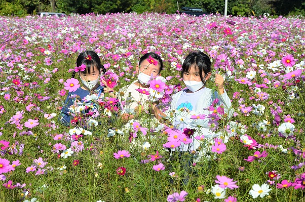 鹿室コスモス 2022年11月3日 コスモス畑にて撮影した写真1枚目