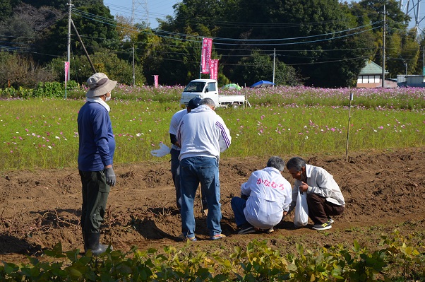 鹿室コスモス 2022年11月3日 コスモス畑にて撮影した写真2枚目