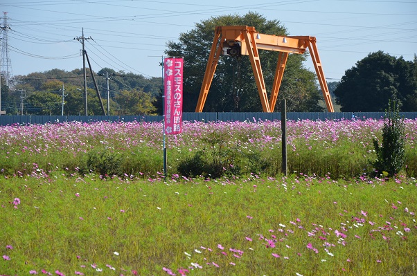 鹿室コスモス 2022年11月3日 コスモス畑にて撮影した写真3枚目