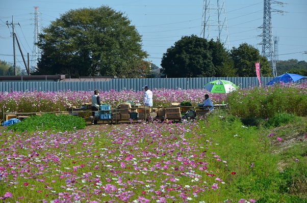 鹿室コスモス 2022年11月3日 コスモス畑にて撮影した写真4枚目