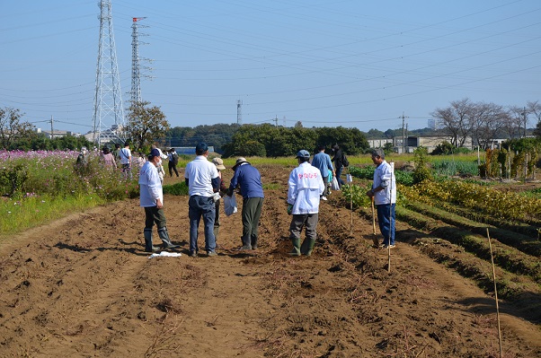 鹿室コスモス 2022年11月3日 コスモス畑にて撮影した写真5枚目