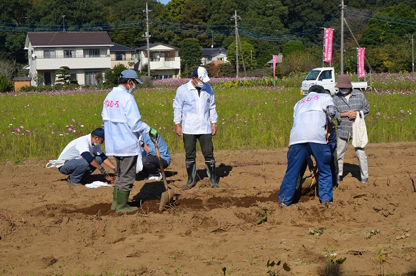 鹿室コスモス 2022年11月3日 コスモス畑にて撮影した写真6枚目