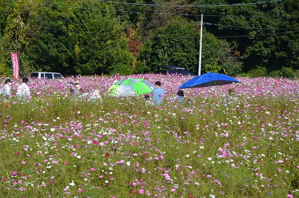 鹿室コスモス 2022年11月3日 コスモス畑にて撮影した写真7枚目