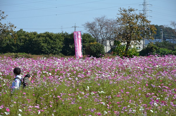 鹿室コスモス 2022年11月3日 コスモス畑にて撮影した写真9枚目