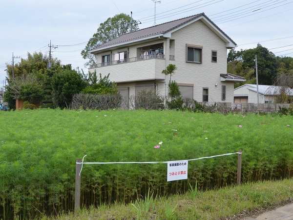 2022年10月12日現在の咲き具合 高台のコスモス畑にて撮影した写真1枚目