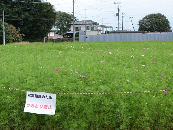 2022年10月12日現在の咲き具合 高台のコスモス畑にて撮影した写真3枚目