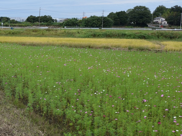 2022年10月12日現在の咲き具合 田んぼ方のコスモス畑にて撮影した写真1枚目