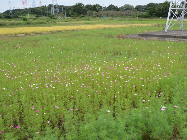 2022年10月12日現在の咲き具合 田んぼ方のコスモス畑にて撮影した写真2枚目