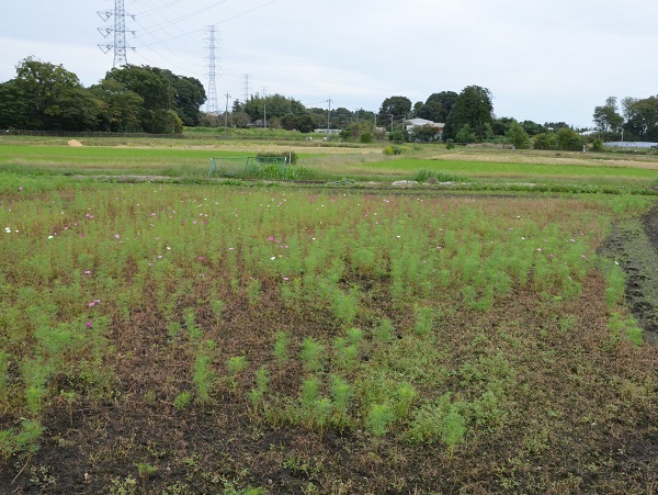 2022年10月12日現在の咲き具合 田んぼ方のコスモス畑にて撮影した写真3枚目