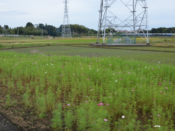 2022年10月12日現在の咲き具合 田んぼ方のコスモス畑にて撮影した写真4枚目