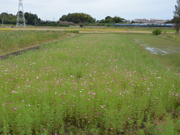 2022年10月12日現在の咲き具合 田んぼ方のコスモス畑にて撮影した写真5枚目