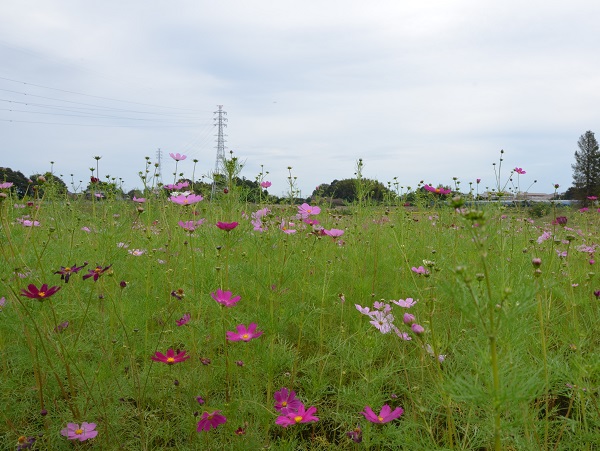 2022年10月12日現在の咲き具合 田んぼ方のコスモス畑にて撮影した写真6枚目