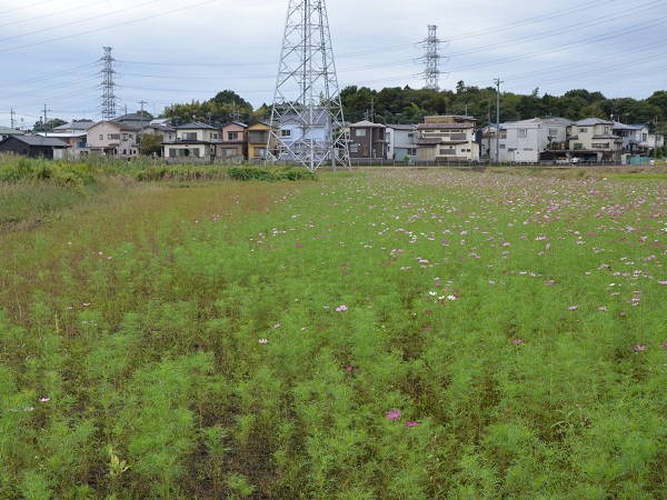 2022年10月12日現在の咲き具合 田んぼ方のコスモス畑にて撮影した写真7枚目