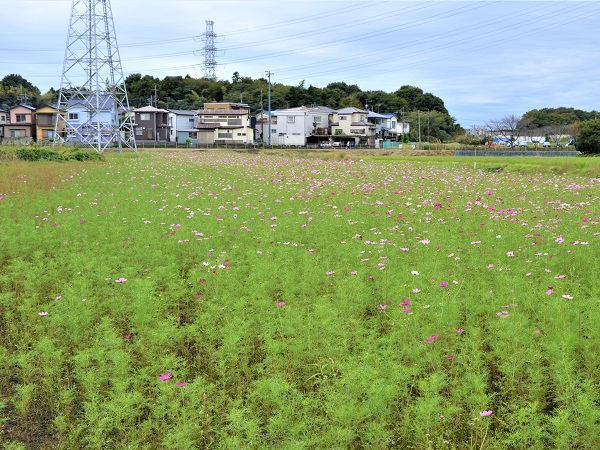 2022年10月12日現在の咲き具合 田んぼ方のコスモス畑にて撮影した写真8枚目