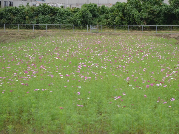 2022年10月12日現在の咲き具合 田んぼ方のコスモス畑にて撮影した写真9枚目