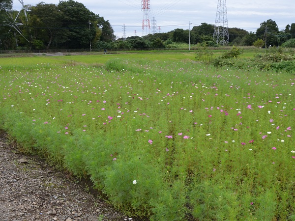 2022年10月12日現在の咲き具合 田んぼ方のコスモス畑にて撮影した写真10枚目