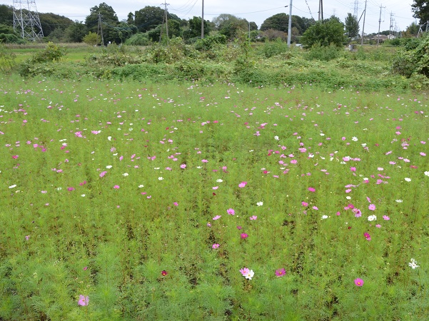 2022年10月12日現在の咲き具合 田んぼ方のコスモス畑にて撮影した写真11枚目