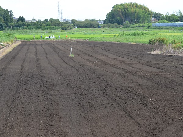 2022年度 鹿室農家親睦会の皆さんの協力を得て鹿室のコスモス畑にコスモスの種を蒔くときの様子 写真19枚目