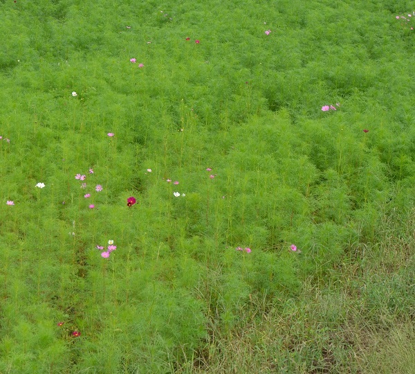 鹿室コスモス 2023年度 10月2日現在のゴスモスの開花状況を撮影した写真1枚目