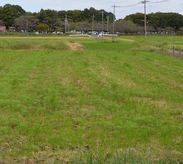 鹿室コスモス 2023年度 10月2日現在のゴスモスの開花状況を撮影した写真4枚目