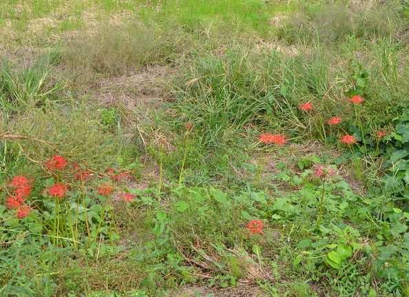 鹿室コスモス 2023年度 10月2日現在のゴスモスの開花状況を撮影した写真5枚目