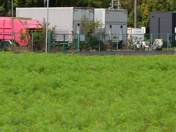 鹿室コスモス 2023年度 10月2日現在のゴスモスの開花状況を撮影した写真6枚目