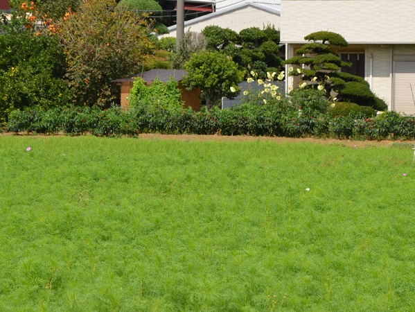 鹿室コスモス 2023年度 10月2日現在のゴスモスの開花状況を撮影した写真7枚目