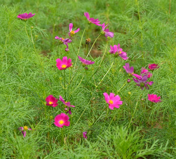 鹿室コスモス 2023年度 10月2日現在のゴスモスの開花状況を撮影した写真8枚目