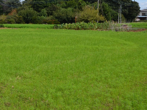 鹿室コスモス 2023年度 10月2日現在のゴスモスの開花状況を撮影した写真9枚目