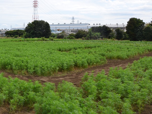 鹿室コスモス 2023年度 10月2日現在のゴスモスの開花状況を撮影した写真10枚目