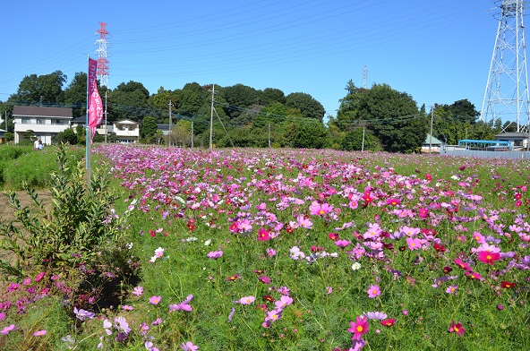 鹿室コスモス 2023年度 展望台設置と開花状況の画像4枚目