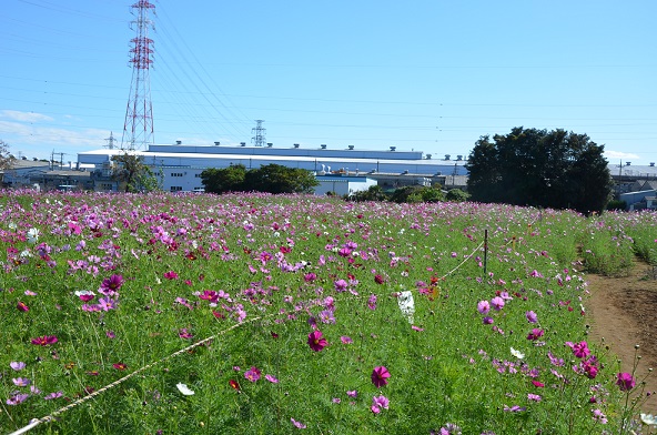 鹿室コスモス 2023年度 展望台設置と開花状況の画像6枚目