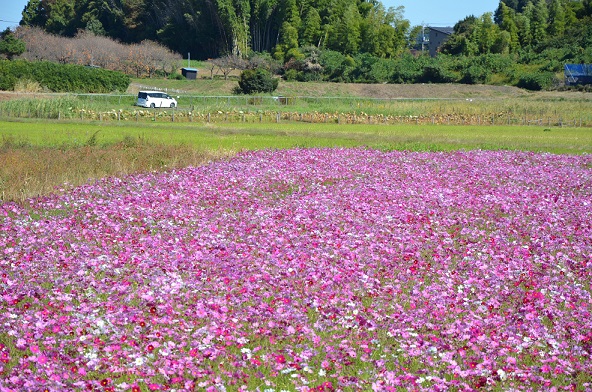 鹿室コスモス 2023年度 展望台設置と開花状況の画像7枚目