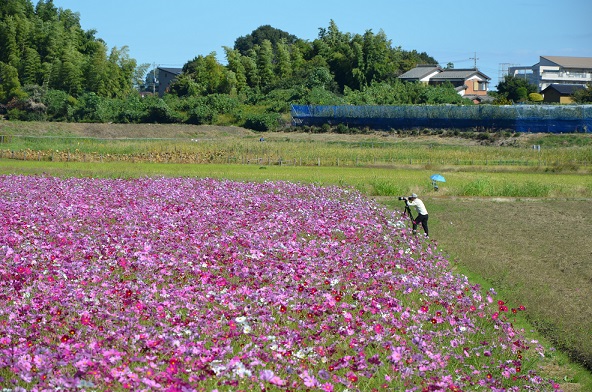 鹿室コスモス 2023年度 展望台設置と開花状況の画像8枚目