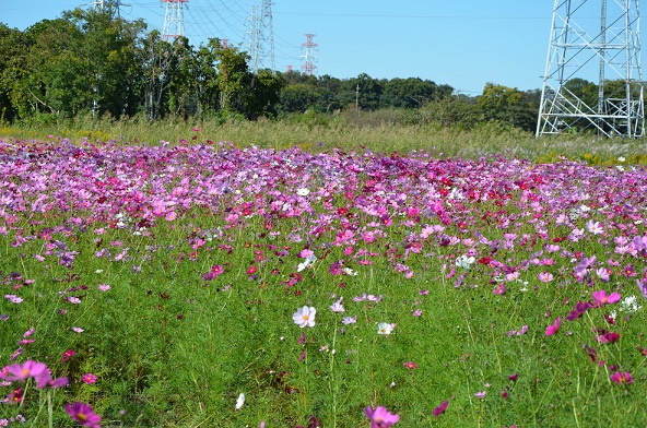 鹿室コスモス 2023年度 展望台設置と開花状況の画像9枚目