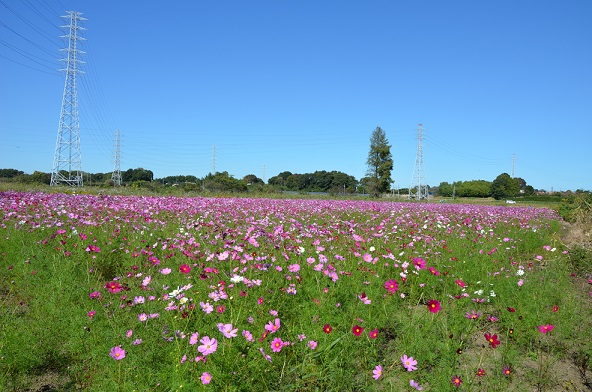 鹿室コスモス 2023年度 展望台設置と開花状況の画像10枚目