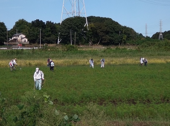 鹿室コスモス 2023年度 第2回目のコスモスの除草作業をしているところの写真2枚目