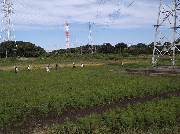 鹿室コスモス 2023年度 第2回目のコスモスの除草作業をしているところの写真3枚目