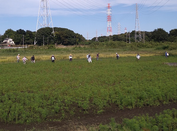 鹿室コスモス 2023年度 第2回目のコスモスの除草作業をしているところの写真4枚目