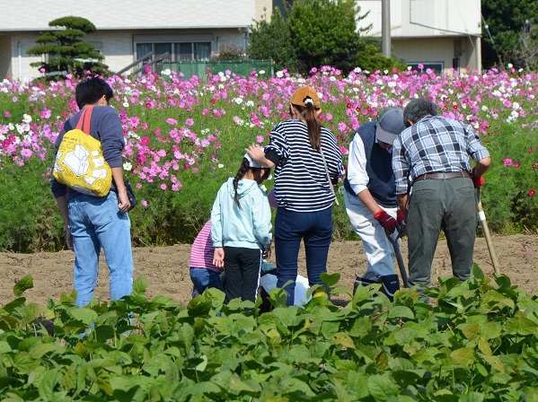 鹿室コスモス 2023年 10月28日＆10月29日のスナップ写真3枚目