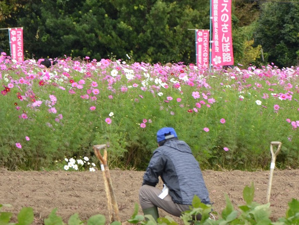 鹿室コスモス 2023年 10月28日＆10月29日のスナップ写真11枚目