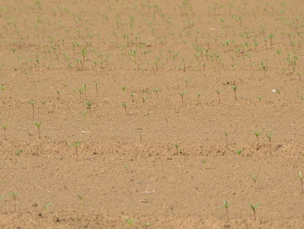 鹿室コスモス 2023年8月19日ラジコンヘリで蒔いたコスモスの種が芽を出したところの写真1枚目