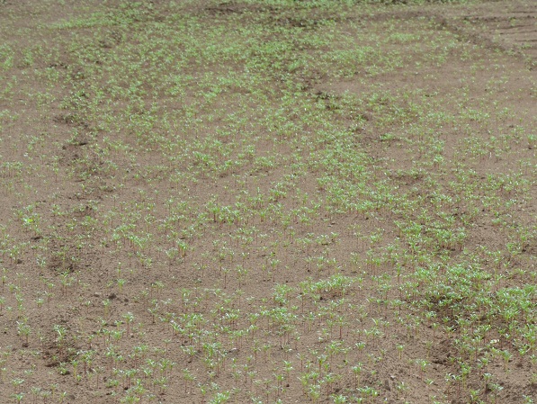 鹿室コスモス 2023年8月19日ラジコンヘリで蒔いたコスモスの種が芽を出したところの写真5枚目