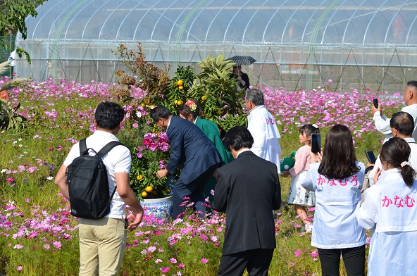 鹿室のコスモス見学に2023年11月3日に土屋復興大臣がいらっしゃいましたのでその様子を撮影した写真18枚目