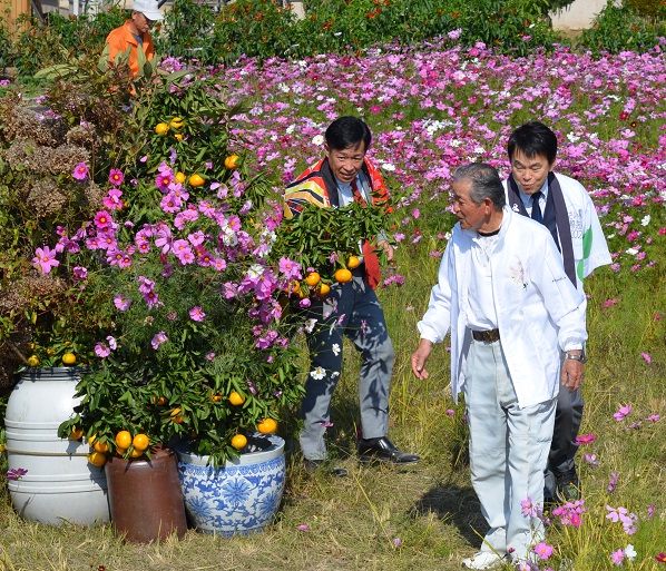 鹿室のコスモス見学にさいたま市の市長がいらっしゃいましたのでその様子を撮影した写真2枚目