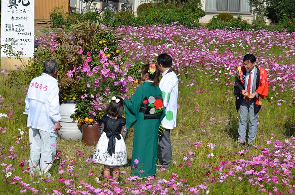 鹿室のコスモス見学にさいたま市の市長がいらっしゃいましたのでその様子を撮影した写真4枚目